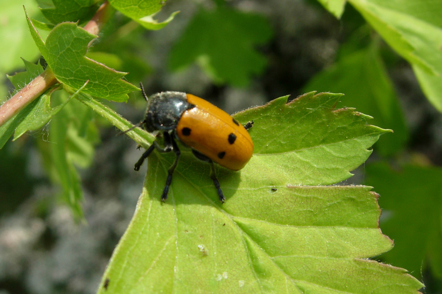 Lachnaia sexpunctata